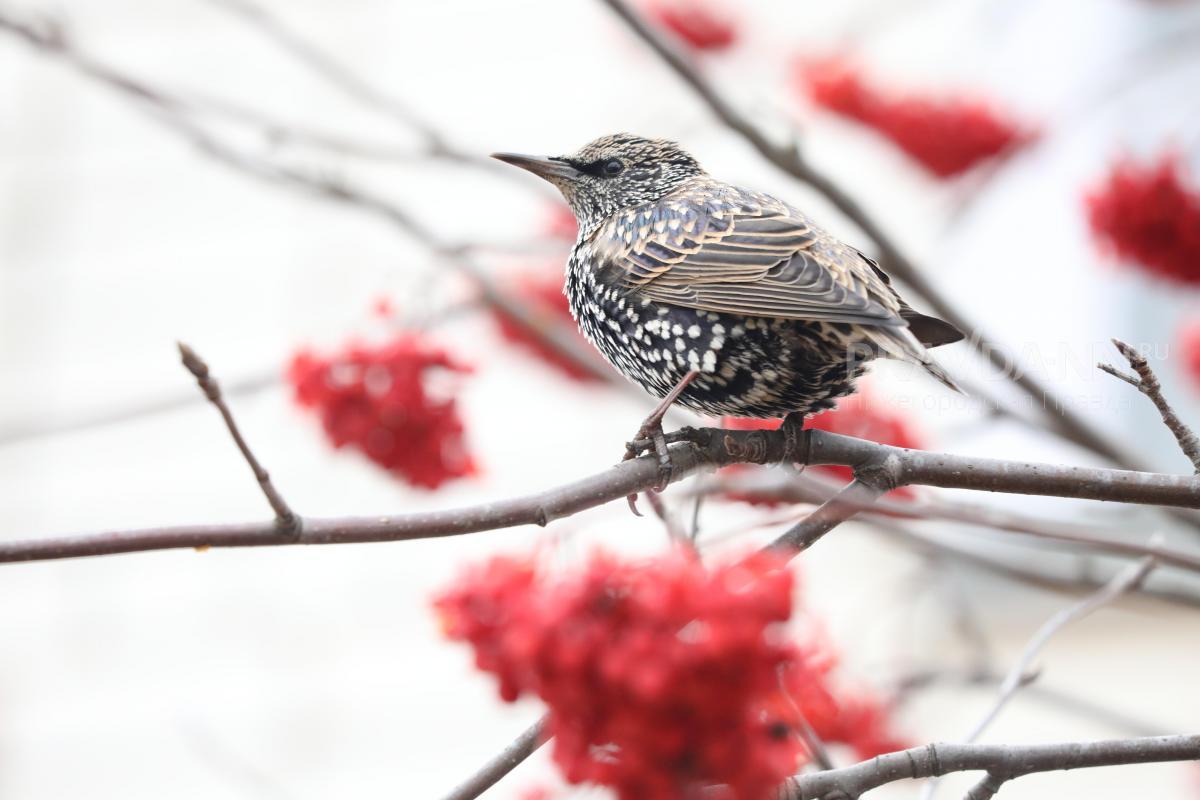 Эксперт Кунафин рассказал, как правильно подкармливать птиц в морозы